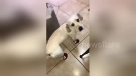 Dog hilariously slips and slides in new shoes