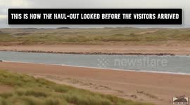 This shocking footage shows a stampede of seal