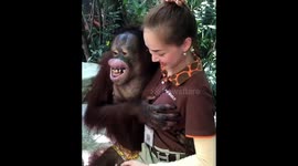 Hilarious moment cheeky orangutan grabs zoo worker's breasts