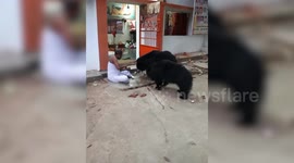Wild bears patiently wait for the priest to feed them coconut in Chhatisgarh in India