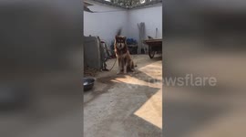 开封  聪明阿拉斯加会自己解开拴狗绳