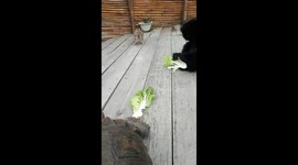 Moments of cats don't want eat together with gibbons and turtles