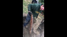Invasive root pulled from blocked pipe looks like a dreadlock