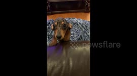 Needy sausage dog dances in anticipation of owner returning
