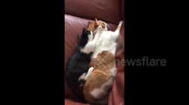 Kitty gives daddy cat a gentle back massage