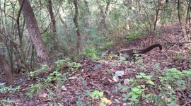 Coati Fights and Jumps Back