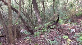 Coati looking for food