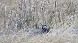 Crows eating the drowned rodents - warning - distressing content
