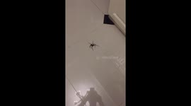 Shocked father finds huge spider hiding in the toilet roll
