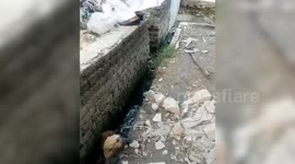 Two puppies were rescued by a man after they fell into a drain in Uttar Pradesh, India