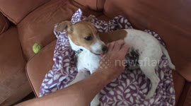 Little Puppy Loves Belly Scratches And Kisses Owner In Return!