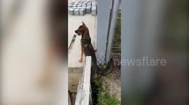 Puppy crying for help gets rescued from gap in newly built structure