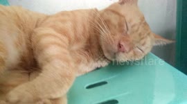 Ginger cat who do not want to disturb his sleep. Responding each time I sneeze or cough