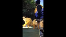 Monkeys invade tourist boat in the Amazon