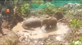 Elephant mom, calf rescued from swamp after 48 hours