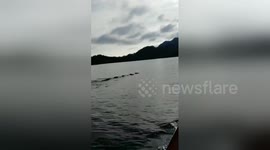 Seven swimming swine spotted crossing the Yangtze river in China