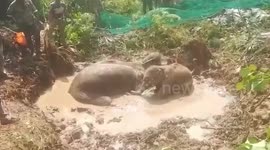 Mother and baby elephant rescued from swamp after 48 hours struggle