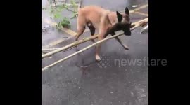 Adorable dog helps with clean-up efforts in southern India following devastating cyclone Gaja
