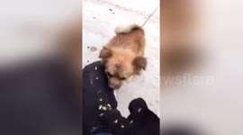 Dog helps its friend pick spiny plants off his body