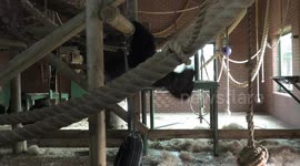 This gorilla can perform more pull-ups than you