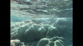 Underwater life, fish under the sea