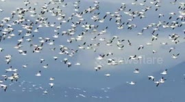 Flurries of snowgeese on the marsh