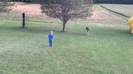 My son making friends with a baby deer in the back yard. Amazing