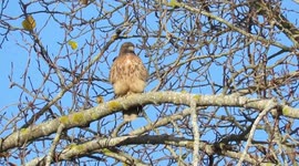 Red tailed hawks at nest site