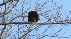 Bald eagle enjoying the sunshine