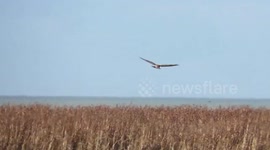 Snowgeese and northern harrier on flooded marsh