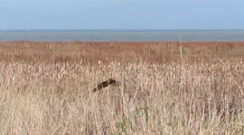 Northern harrier hunting the marsh