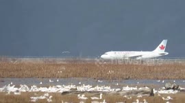 Snow geese and air canada aircraft