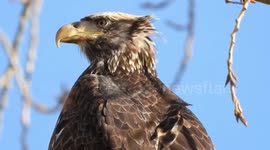 Young bald eagle