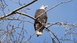Beautiful bald eagle