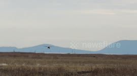 Bald eagle plucks rodent from marsh