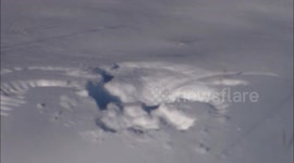 Rare video shows snow angel made by bald eagle attacking animal in Minnesota