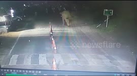 Terrifying moment policemen flee from rampaging elephant