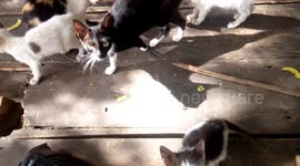 Cat Gang