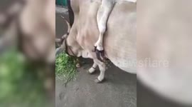 Five-legged cow spotted in India is said to bring luck to the devotees who worship it