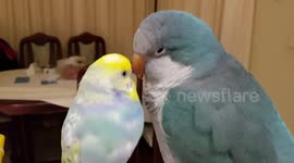 Quaker Parrot and Budgie Snuggling