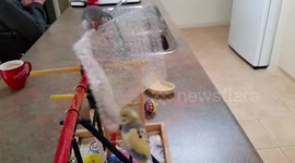 Quaker Parrot and Budgie playing with bubble wrap
