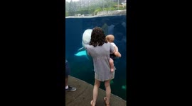Aquarium beluga whale splashes child