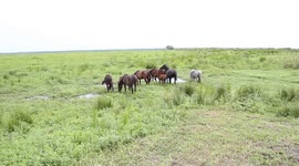 Wild Cracker Horses in Gainesville, FL