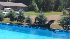 US Pooch leaps length of pool and catches toy in impressive trick