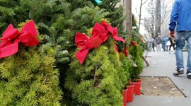 Christmas Trees Sale