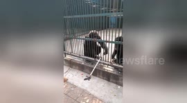 Zoo chimpanzee returns selfie stick stolen by its companion to tourist