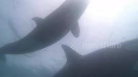Amazing encounter! Family of orcas circle diver off the coast of New Zealand