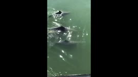 Beautiful moment pod of five dolphins glides slowly next to boat