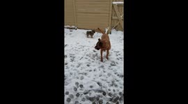 Pomeranian puppy happy in snow