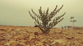 New morning and new hope in the desert 2018
